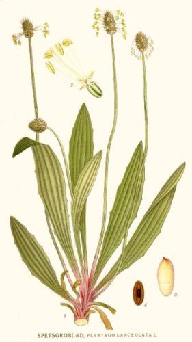 Heptapleuros - Plantago lanceolata - Подорожник ланцетолистный